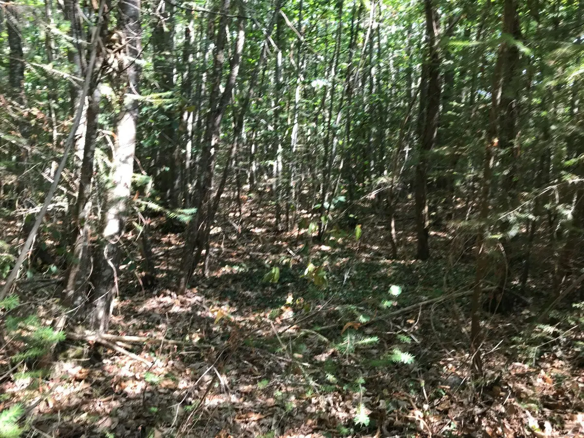 Terrains de loisirs bois etangs a vendre Courcemont 72110 Sarthe 72 10700 euros 079/2046 001