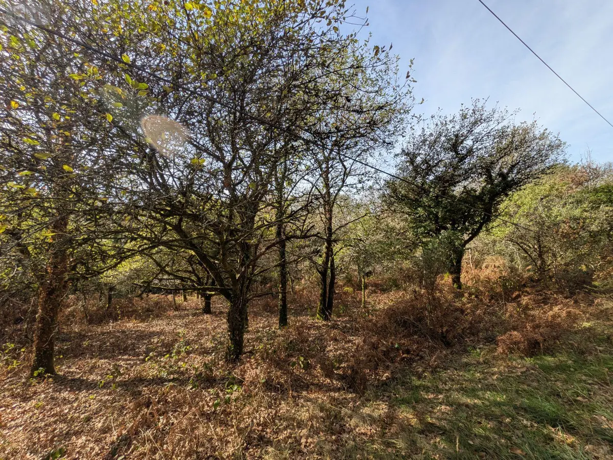 Terrains de loisirs bois etangs a vendre Guilligomarc'h 29300 Finistère 29 11800 euros 29114-210 001