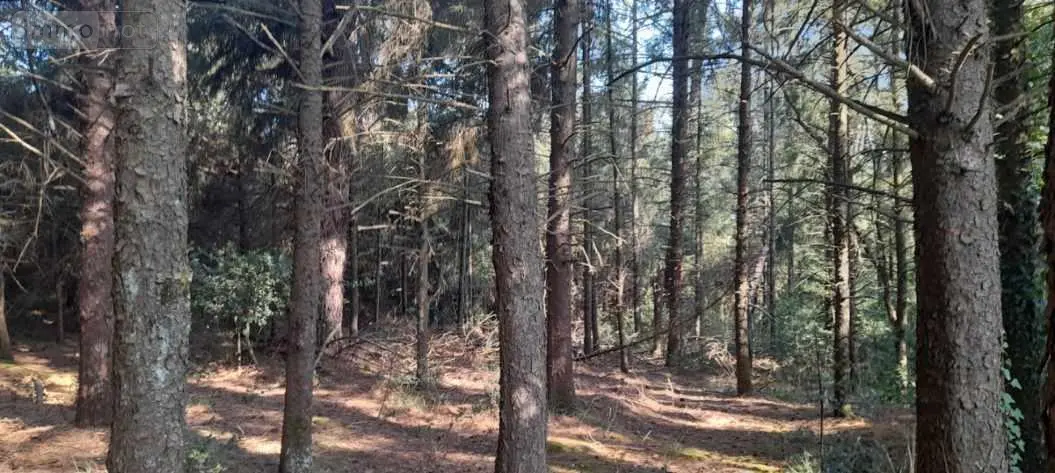Terrains de loisirs bois etangs a vendre Trégarvan 29560 Finistère 29 18000 euros 29060-8 001