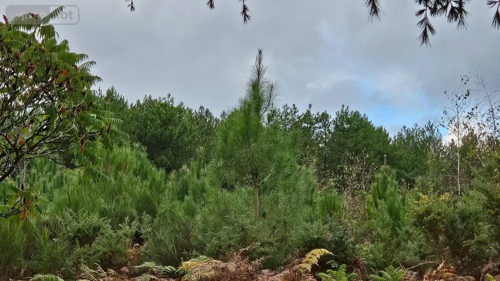 Terrains de loisirs bois etangs a vendre Roëzé-sur-Sarthe 72210 Sarthe 72 7000 euros HB-1901 001