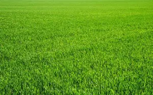 Terrain a batir a vendre Critot 76680 Seine-Maritime 76 1000 m2 48000 euros 016/701AM 001