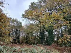 Terrains de loisirs bois etangs a vendre Allaire 56350 Morbihan 56 7500 euros 56084-354 001