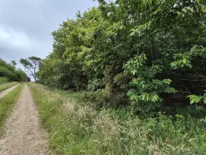 Terrains de loisirs bois etangs a vendre Saint-Servant 56120 Morbihan 56 11000 euros 56049-834 001