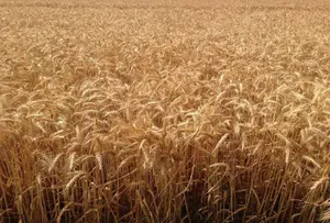 Bien agricole a vendre Levroux 36110 Indre 36 1808200 euros 021/1554 001