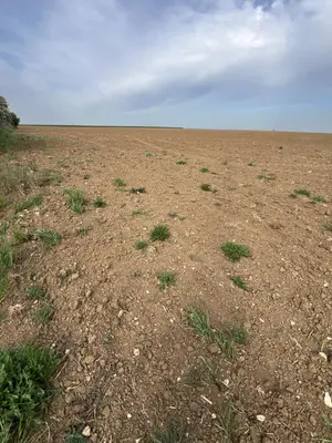 Terrain a batir a vendre Binas 41240 Loir-et-Cher 41 28000 euros 41029-53 001