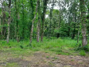 Terrain a batir a vendre Soullans 85300 Vendée 85 106600 euros 85091-5099 001