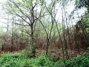 Terrains de loisirs bois etangs a vendre Saint-Marcel 56140 Morbihan 56 9400 euros 56049-830 001