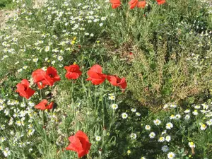 Terrain a batir a vendre Plouguernével 22110 Côtes-d'Armor 22 5791 euros 22075-TB00559 001
