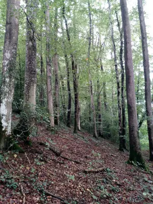 Terrains de loisirs bois etangs a vendre Saint-Thomas-de-Courceriers 53160 Mayenne 53 2700 euros 925 001