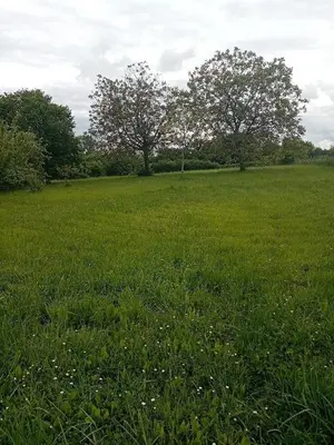 Terrain a batir a vendre Pellevoisin 36180 Indre 36 18000 euros 016/377 001