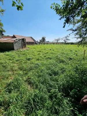 Terrain a batir a vendre Eringhem 59470 Nord 59 722 m2 87150 euros TEBA00781 001