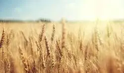 Bien agricole a vendre Diors 36130 Indre 36 473244 euros 11807/458 001