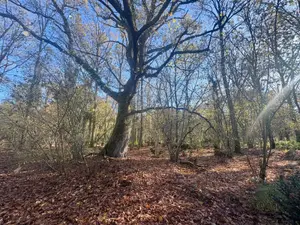 Terrains de loisirs bois etangs a vendre La Ferté-Imbault 41300 Loir-et-Cher 41 263500 euros 044/2044 001