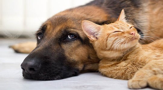 Animaux et location : ce qui est permis et ce qui ne l'est pas !