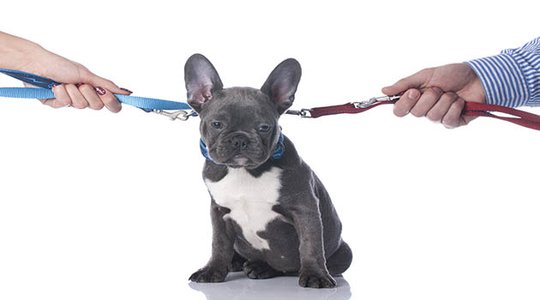 Qui garde l'animal dans un divorce ?