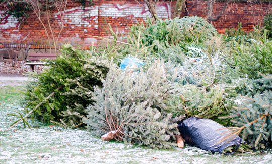 Que faire de son sapin après Noël ?