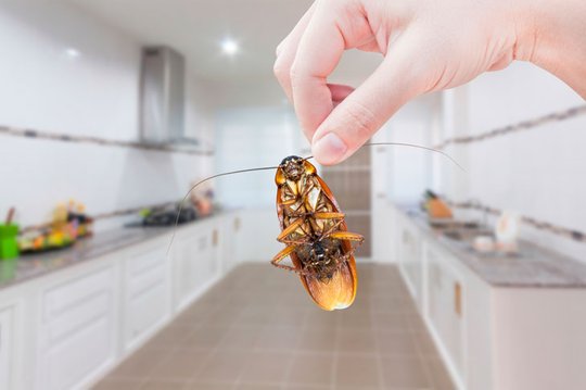 Location et loi ELAN Faites la chasse aux insectes et autres parasites