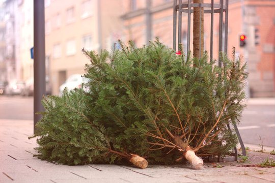 Mon beau sapin Que vais-je faire de toi ?