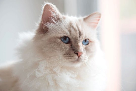 Choupette, la chatte de Karl Lagerfeld, peut-elle hériter ?