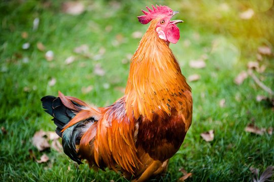 Cocoricoooo ! Le coq Maurice a gagné son procès, il pourra continuer de
chanter...