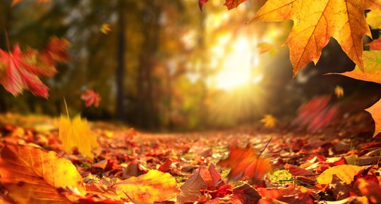 C'est de saison : que faire des feuilles mortes ?