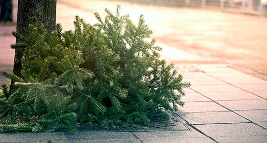 Que faire de votre sapin après Noël ?
