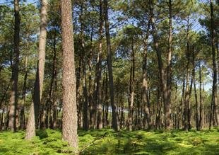 Forêts et vignobles : des placements rentables