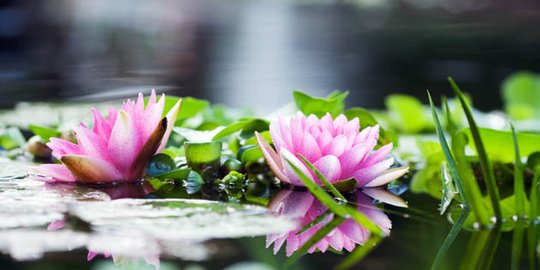Un bassin fleuri