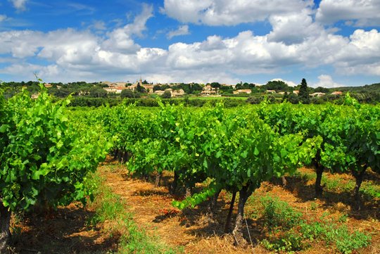 Vignobles Un placement qui se bonifie avec le temps