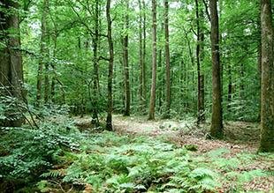 Bois & forêt, un placement à (re)découvrir