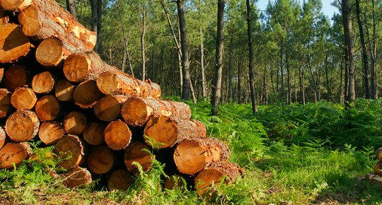 Vente d'une parcelle boisée Priorité aux voisins ?