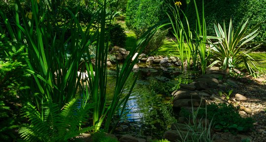 La phytoépuration L'assainissement par les plantes