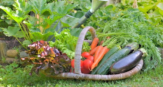 Convertir son jardin à l'écologie