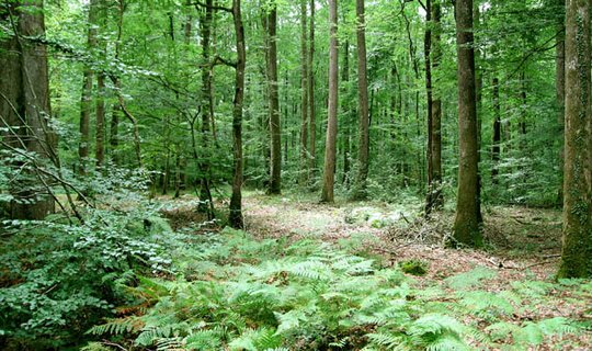 Bois et forêts : un placement... à l'abri des soucis