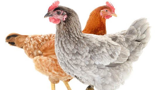 À moi les petites poulettes !