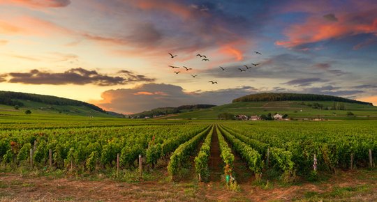 Grands vins et spiritueux Découvrez les enchères captivantes