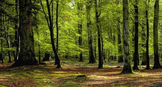 Frais de notaire pour un terrain boisé : quels frais de notaire ?