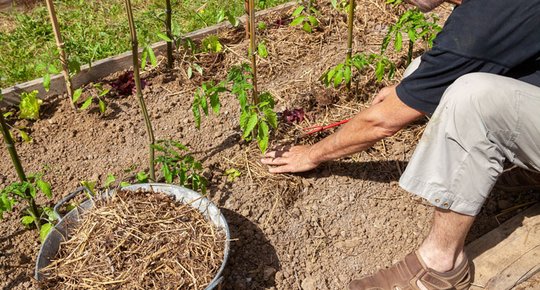 Optimisez l'arrosage des plantes en été : des économies à la clé !