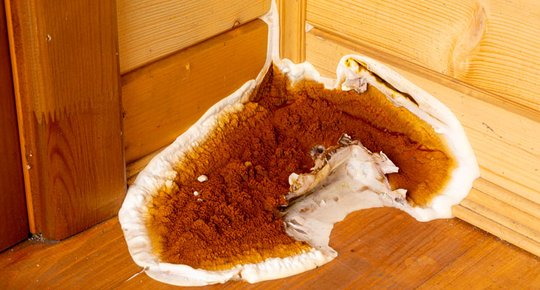 Mérule : le champignon qui menace la solidité de votre maison
